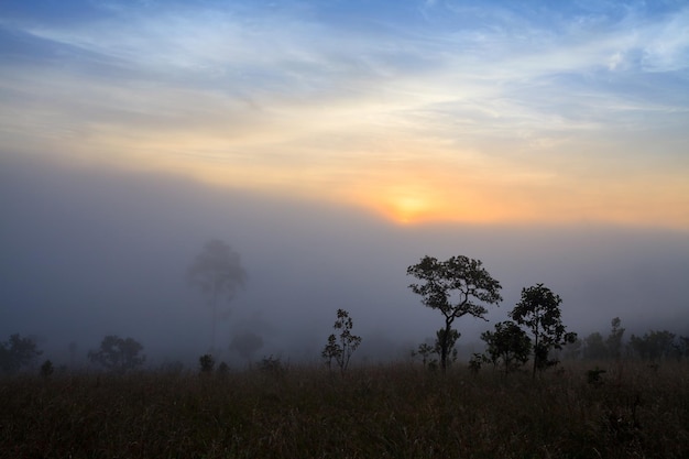 Alba nebbiosa di mattina in montagna al parco nazionale PhetchabunThailand di Thung Salang Luang