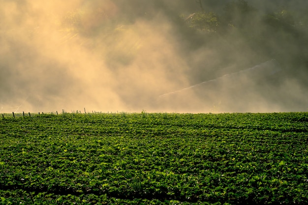 Alba nebbiosa di mattina nel giardino della fragola al chiangmai Tailandia della montagna del angkhang di doi