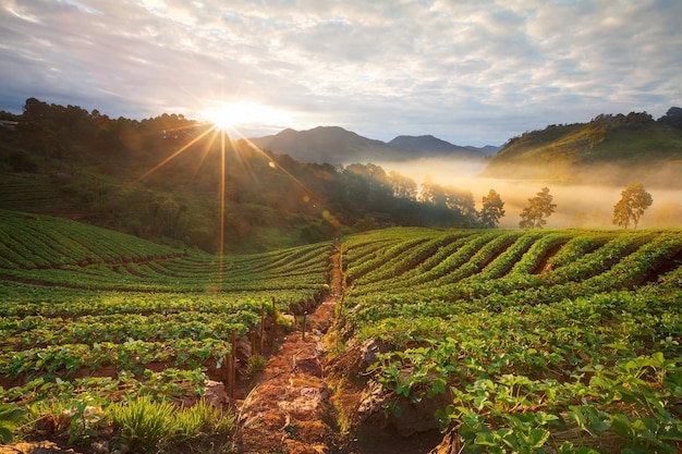 Alba nebbiosa di mattina nel giardino delle fragole alla montagna chiangmai tailandia di Doi angkhang