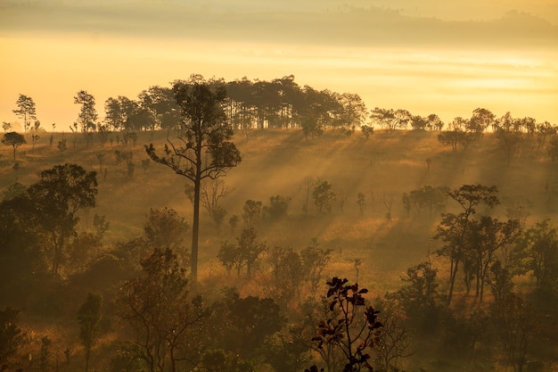 Alba nebbiosa mattutina al Parco Nazionale di Thung Salang Luang PhetchabunTung slang luang