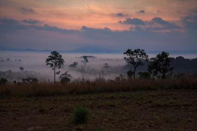 Alba nebbiosa mattutina al parco nazionale di Thung Salang Luang PhetchabunTung slang luang