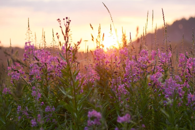 Alba nel campo la mattina presto. Luce solare morbida. I fiori selvatici sbocciano in estate, il campo è ricoperto di erba. Area rurale