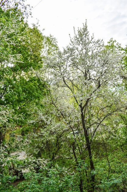 Alba nel giardino fiorito di primavera