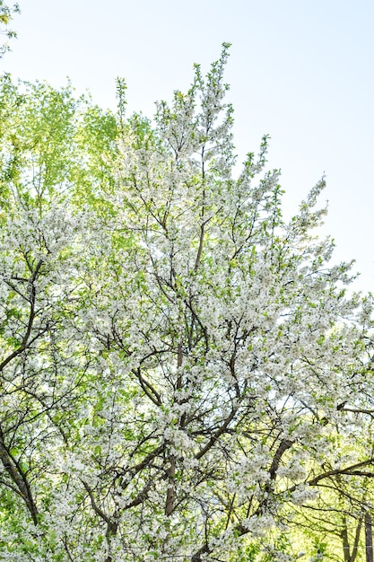 Alba nel giardino fiorito di primavera