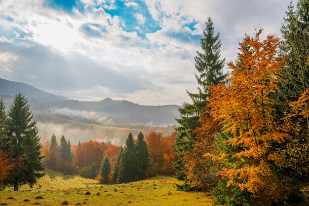 Alba nella foresta di montagna e cielo nuvoloso