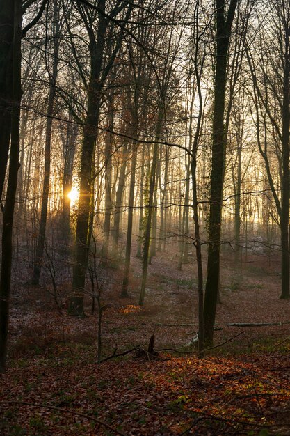 alba nella foresta