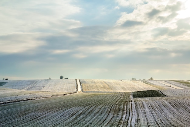 Alba sopra il campo verde di inverno.