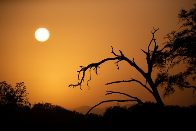 Alba sopra la savana con alberi in primo piano