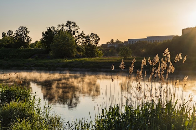 Alba sopra le canne nebbiose del fiume