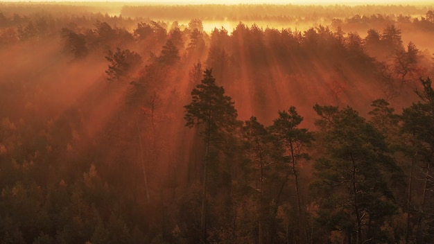 Alba sopra una bellissima foresta con alberi ad alto fusto