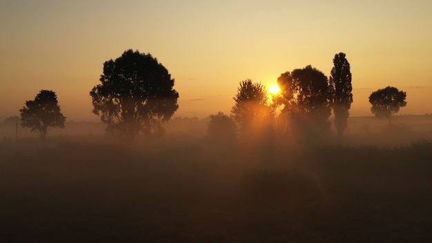 Alba sopra una bellissima foresta con alberi ad alto fusto