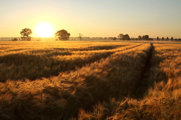 Alba su un campo di grano in caso di nebbia