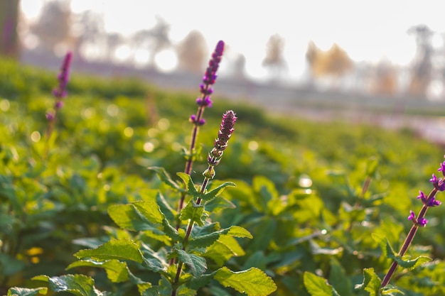 Alba sul campo di salvia sclarea