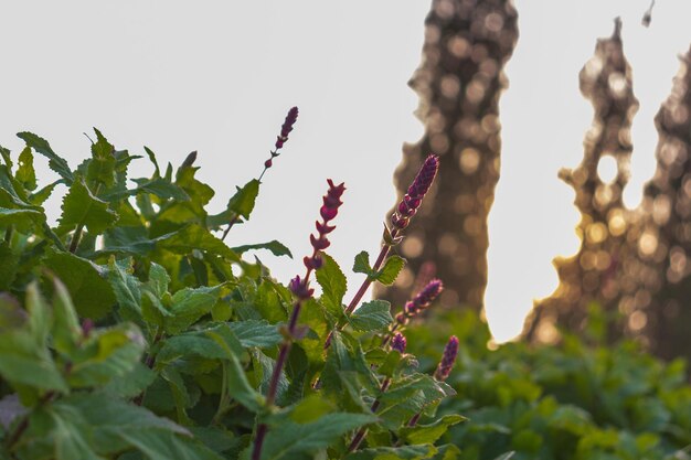 Alba sul campo di salvia sclarea