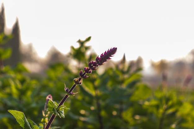 Alba sul campo di salvia sclarea