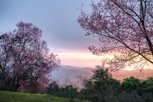 Alba sul ciliegio himalayano selvaggio che fiorisce nel giardino sulla collina in primavera