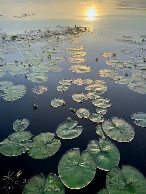 Alba sul lago Voloyarvi, Russia