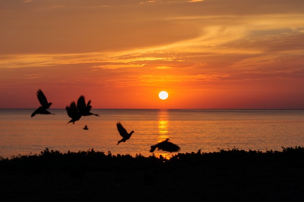 Alba sulla spiaggia con gli uccelli, Samila Beach Songkhla, Tailandia