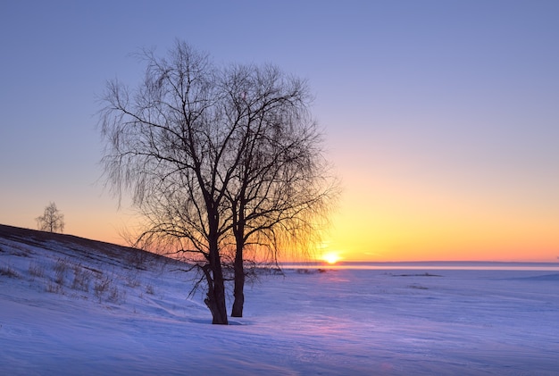 Alba sulla sponda invernale del fiume Ob La sagoma di un albero spoglio tra i cumuli di neve