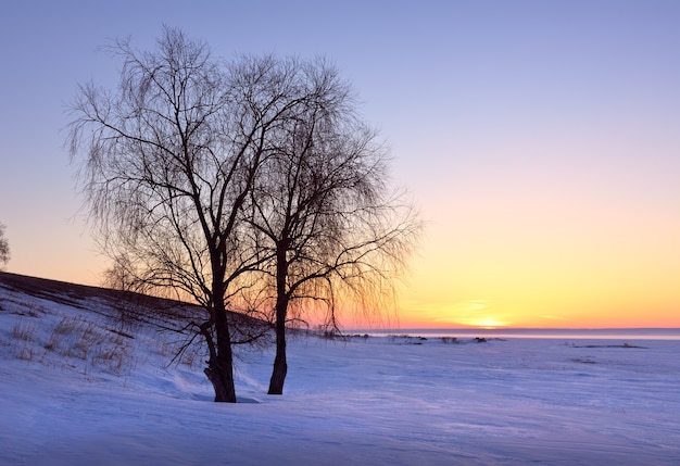 Alba sulla sponda invernale del fiume Ob La sagoma di un albero spoglio