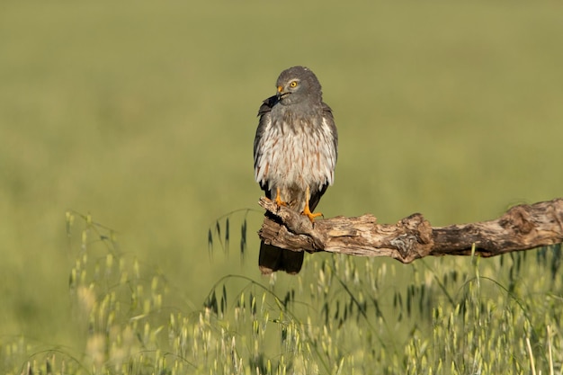 Albanella di Montagus maschio adulto all'interno del suo territorio di riproduzione con le prime luci del mattino