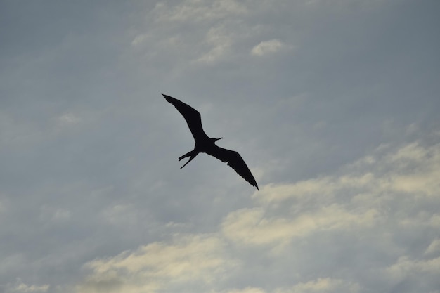 Albatro che vola nel cielo blu Perù