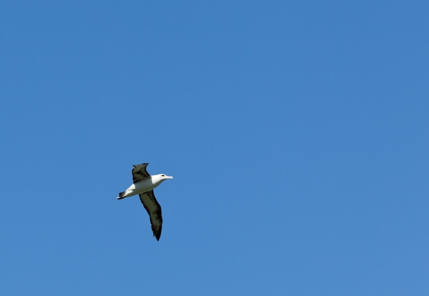 Albatro nel cielo blu