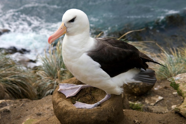 Albatro sopracciglio nero Isole Falkland