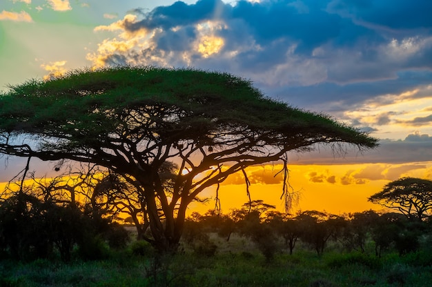 Albe nel Parco Nazionale, Kenya. Luce del mattino