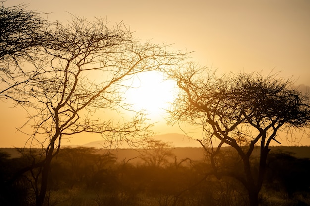 Albe sugli alberi di acacia del Parco Nazionale del Kenya. Luce dorata del mattino