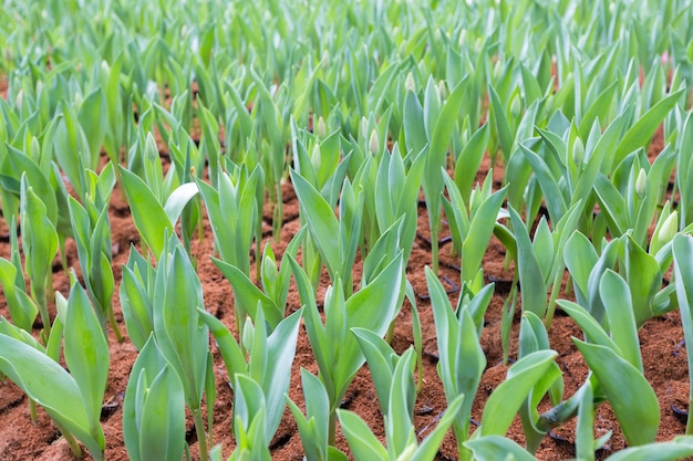 Alberelli del fiore del tulipano. Germogliare i tulipani nel campo. Campo di giovani tulipani.