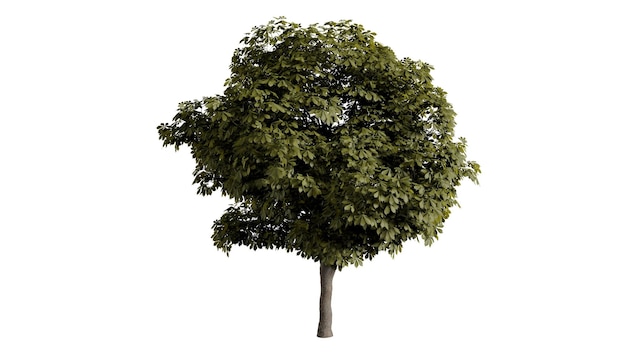 Alberi 3D su sfondo bianco