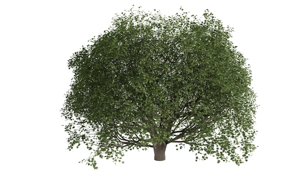 Alberi 3D su sfondo bianco