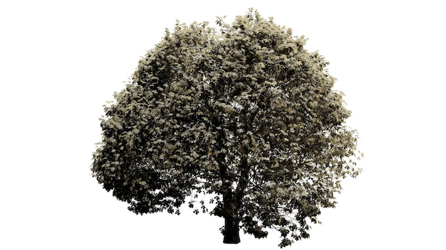 Alberi 3D su sfondo bianco