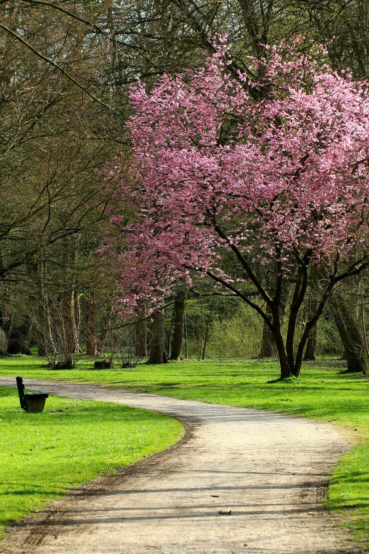 Foto alberi a fiori rosa contro il cielo