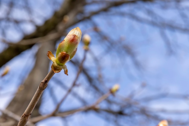 alberi a foglia caduca nel parco nella stagione primaverile l'inizio della primavera nel parco con alberi senza fogliame