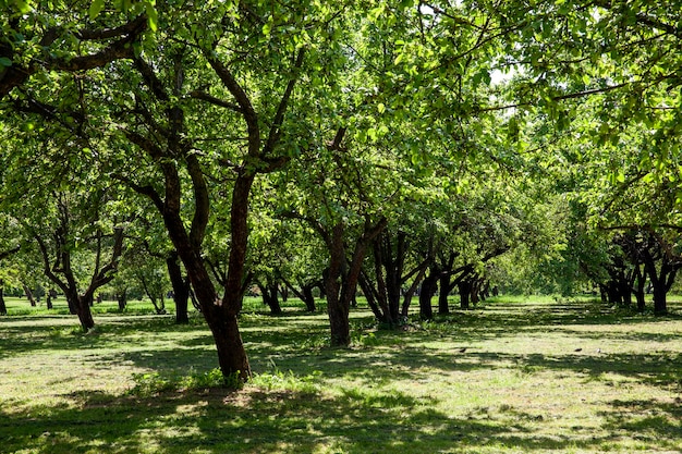 Alberi a foglie caduche che crescono nel parco nella soleggiata estate