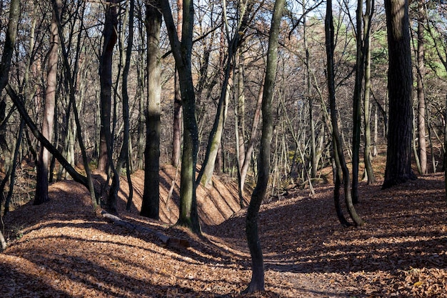 Alberi a foglie caduche durante la caduta delle foglie in autunno