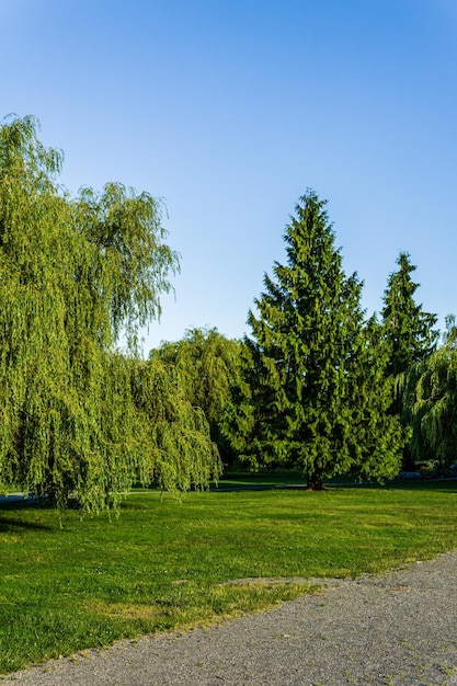 Alberi a foglie caduche e conifere nel parco con cielo azzurro