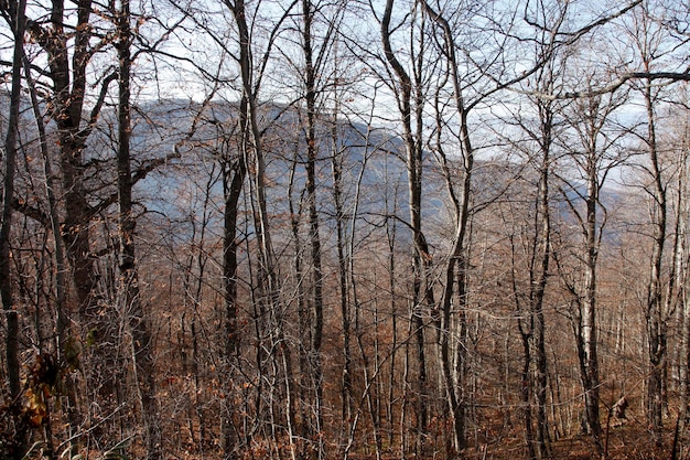 Alberi a foglie caduche in autunno Sfondo della natura