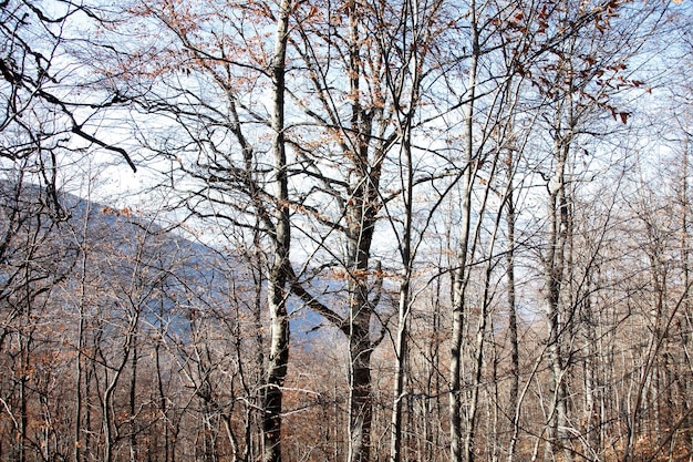 Alberi a foglie caduche in autunno Sfondo della natura