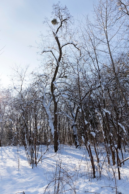 Alberi a foglie caduche in inverno dopo una nevicata