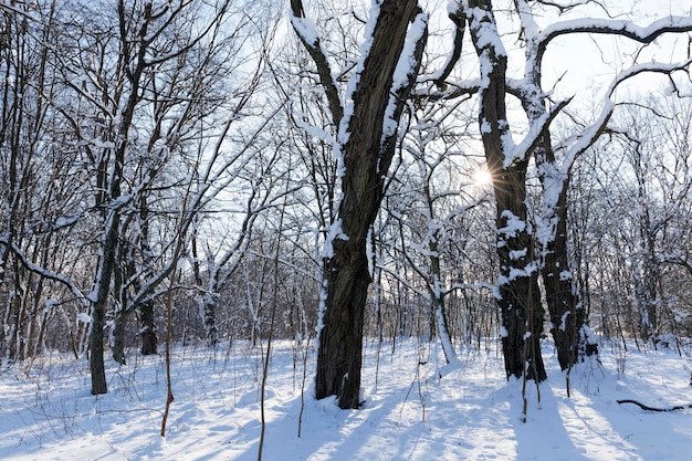 Alberi a foglie caduche in inverno dopo una nevicata