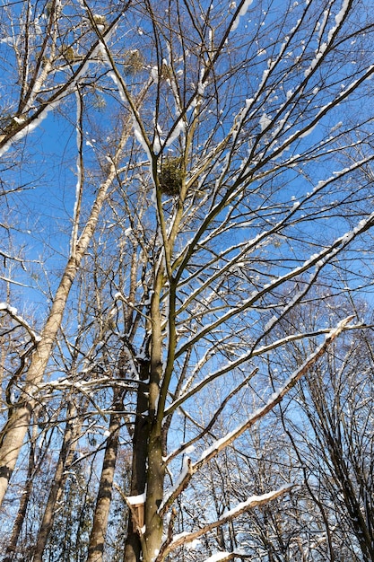 Alberi a foglie caduche ricoperti di neve in inverno