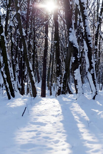 Alberi a foglie caduche ricoperti di neve in inverno