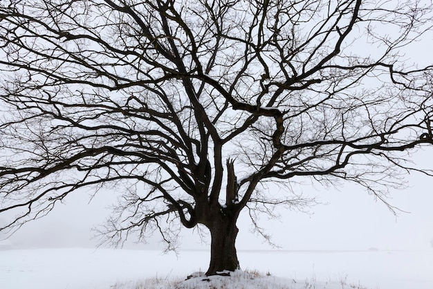 Alberi a foglie caduche ricoperti di neve in inverno