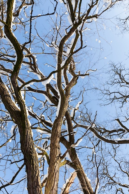 Alberi a foglie caduche ricoperti di neve in inverno