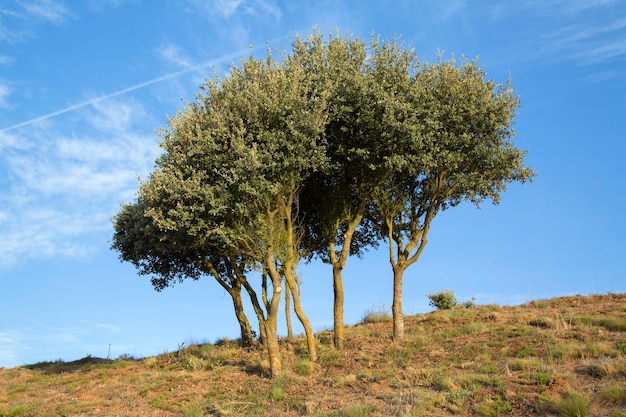 Alberi a Medulas, Leon, Spagna