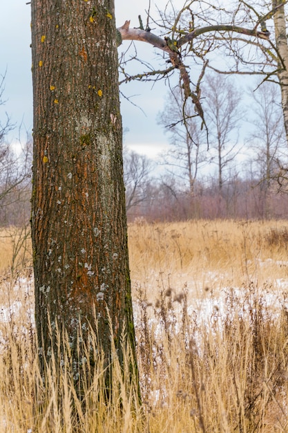 Alberi a Winter Park