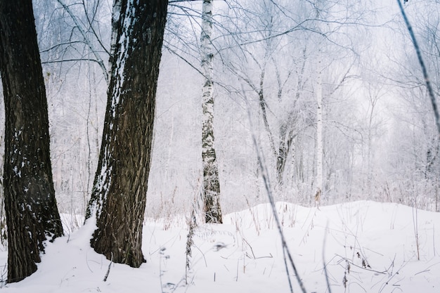 Alberi a Winter Park